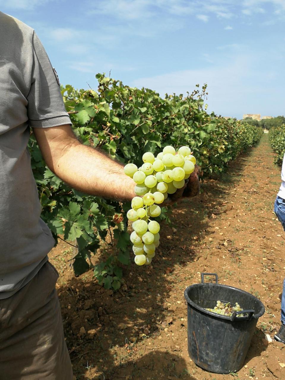 Agriturismo Baglio Donnafranca Wine Resort Марсала Экстерьер фото